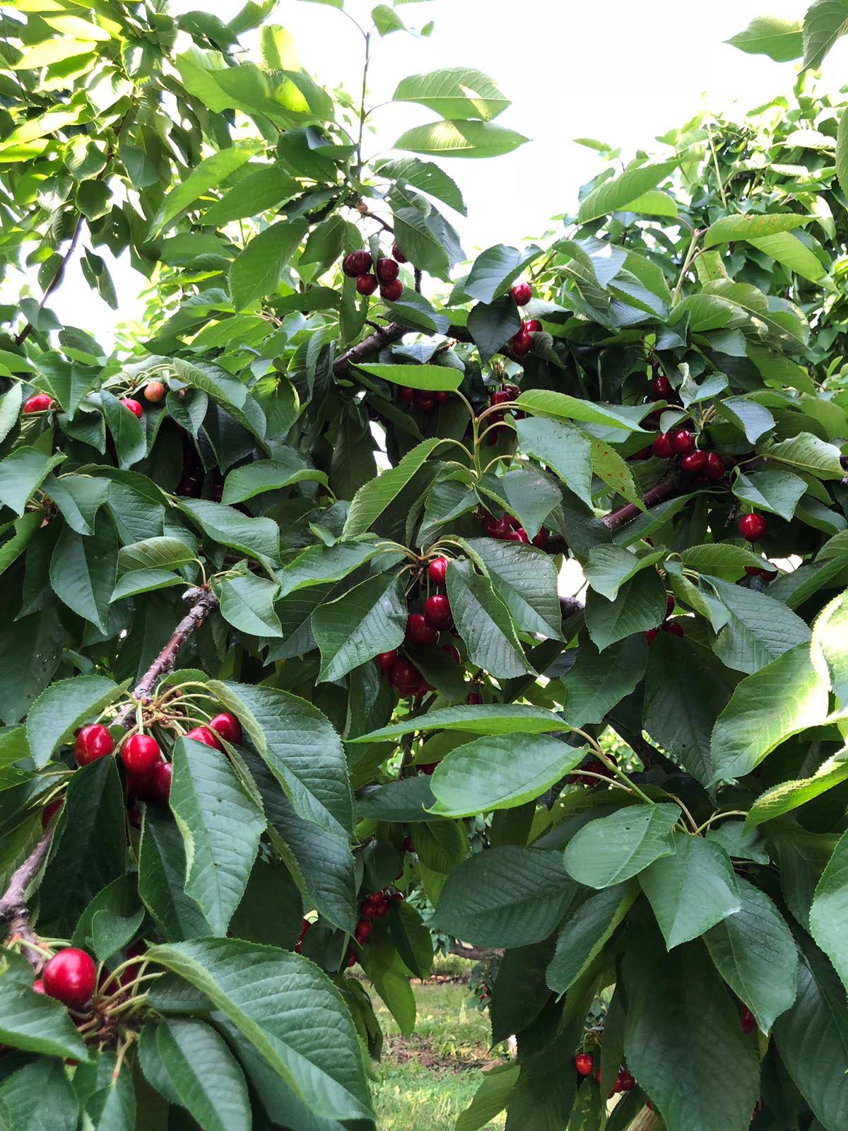 Blossom River Cherries