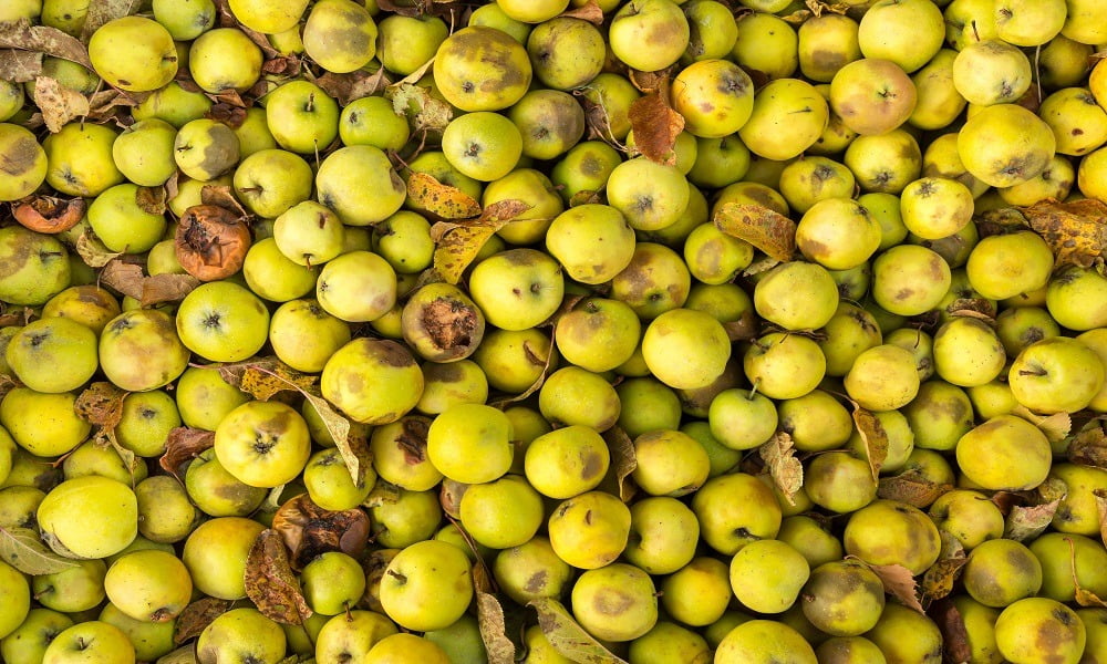 WE KNOW FOOD WASTE IS BAD, BUT IS COMPOSTING?