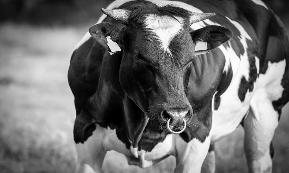 PERMACULTURE: THE OTHER SIDE OF THE “M” WORD DEBATE