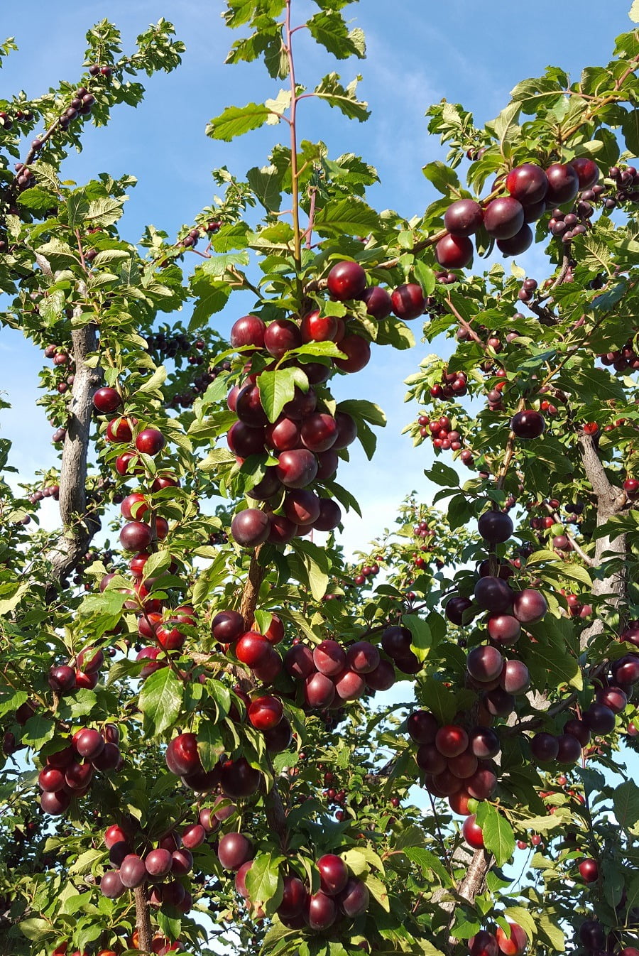 Blush Lane Orchard