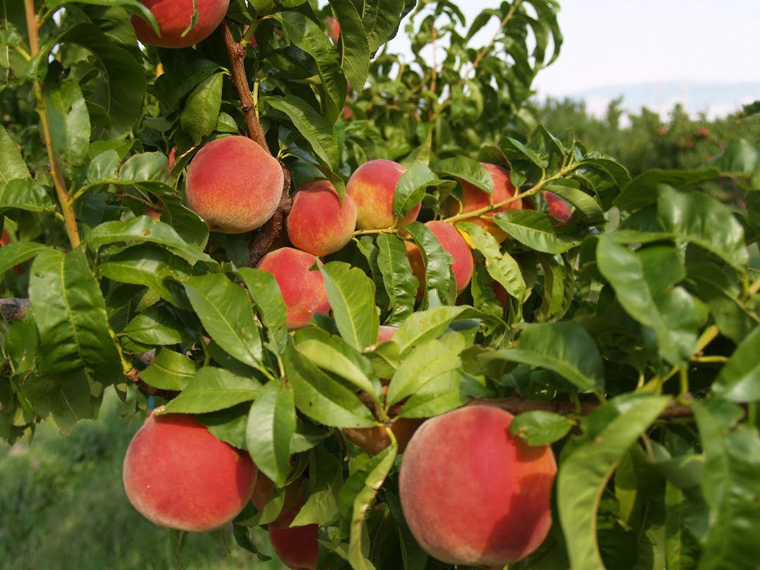 Blush Lane Orchard