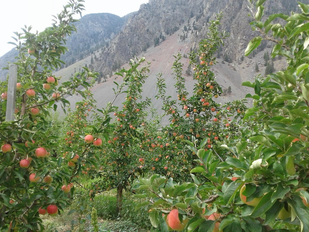 Blush Lane Orchard