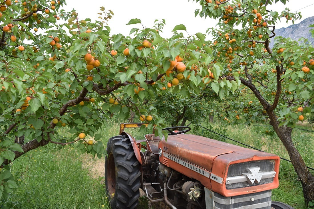 Blush Lane Orchard