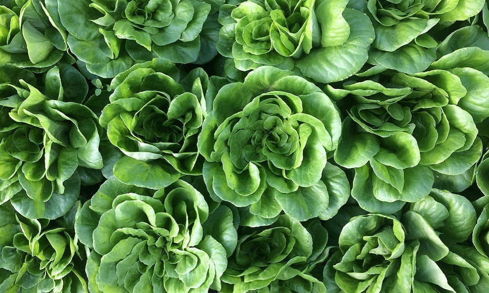 7 REASONS WHY EATING LOCAL CHANGES EVERYTHING