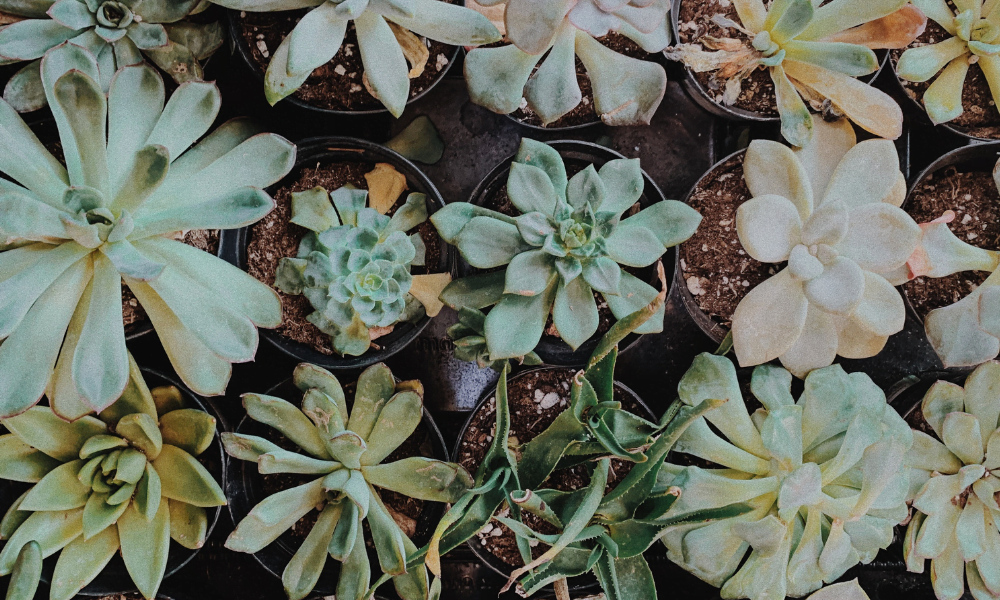 sustainable valentines day potted plants