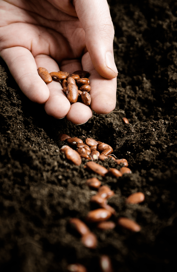 seeds to plant in march