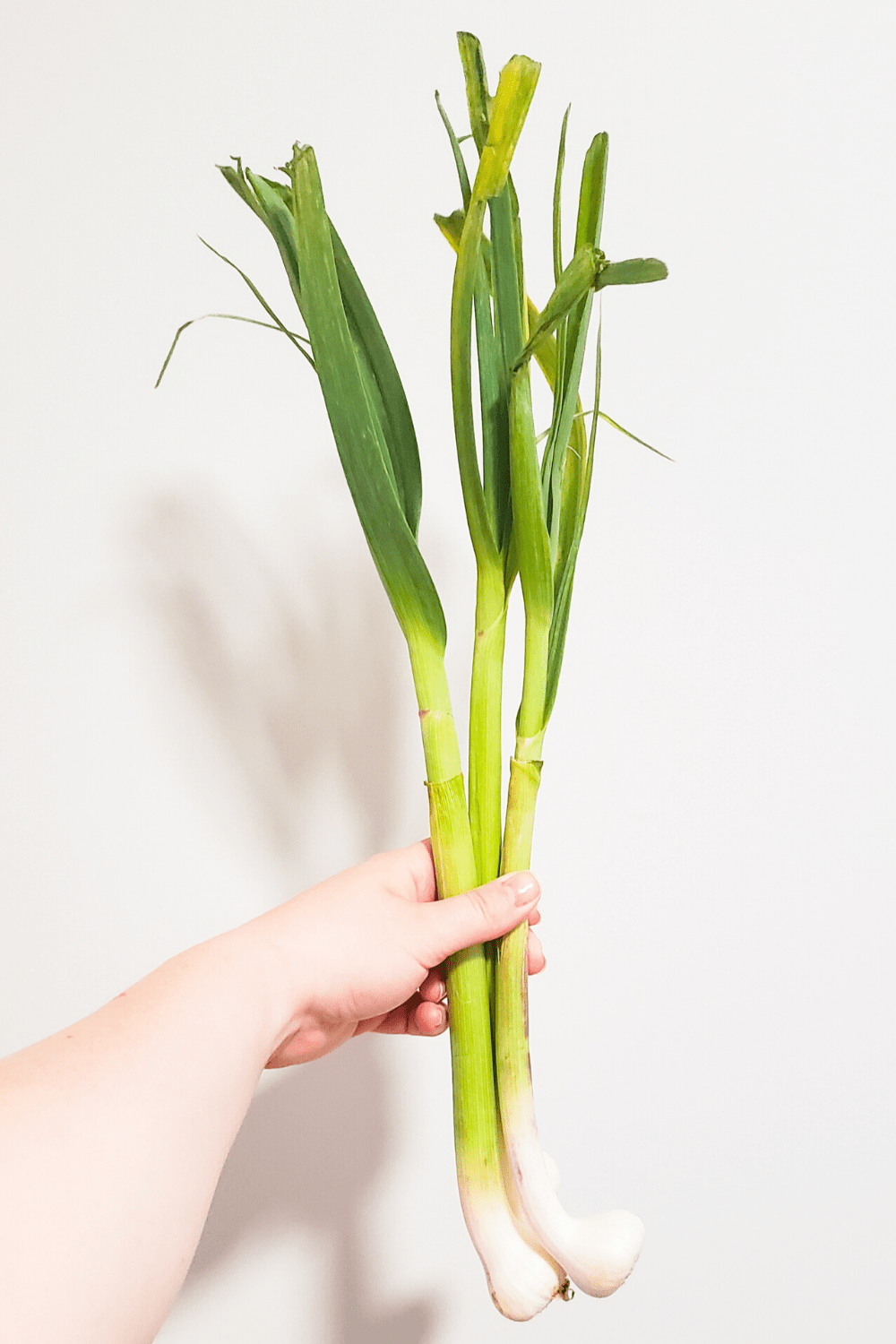 green spring garlic