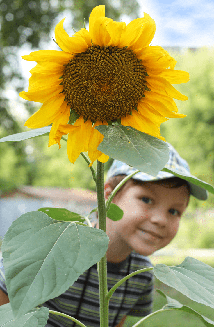 sunflower with kid