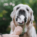 5 Pupsicles Your Fur Babies Can Enjoy This Summer