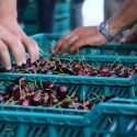 Why You May Not See Local Cherries And Apples This Season