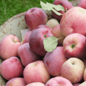 Your Guide To Fall 2020 Apples From Spud’s Produce Director