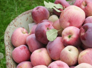 Apple harvest