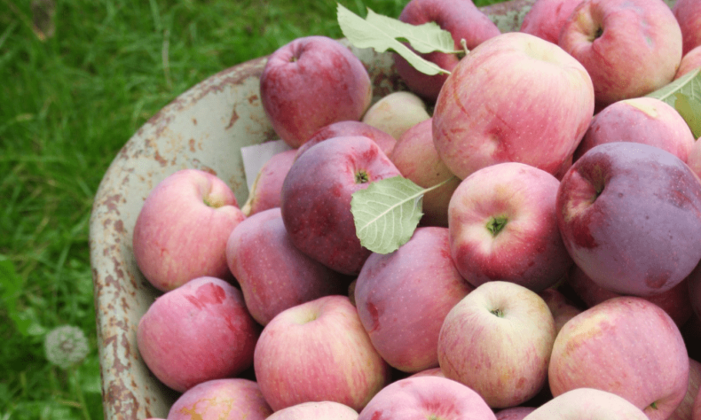 Apple harvest