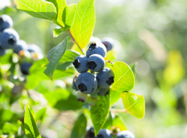 formosa blueberries