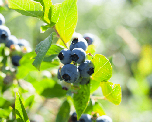 Formosa Blueberries