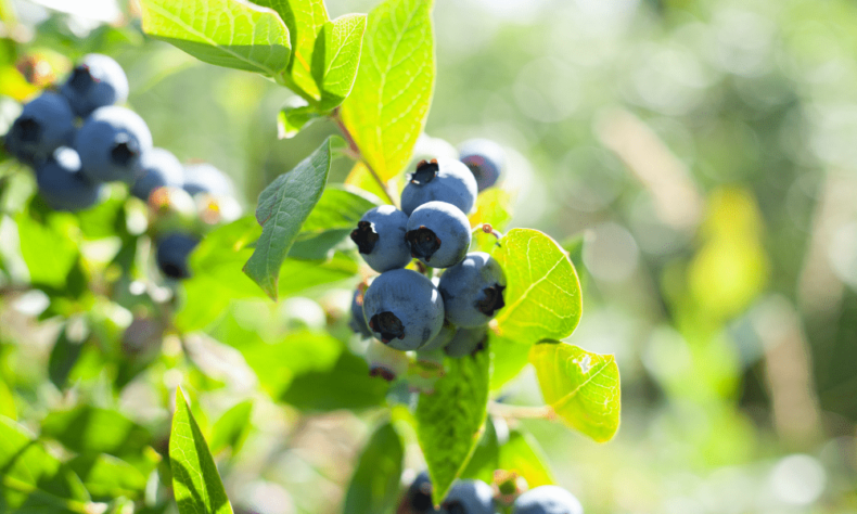 formosa blueberries