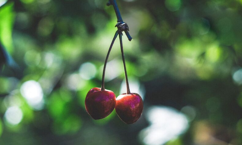 Cherries