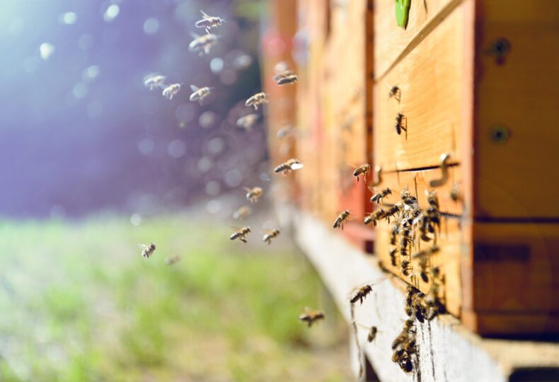 SPUD urban beehive