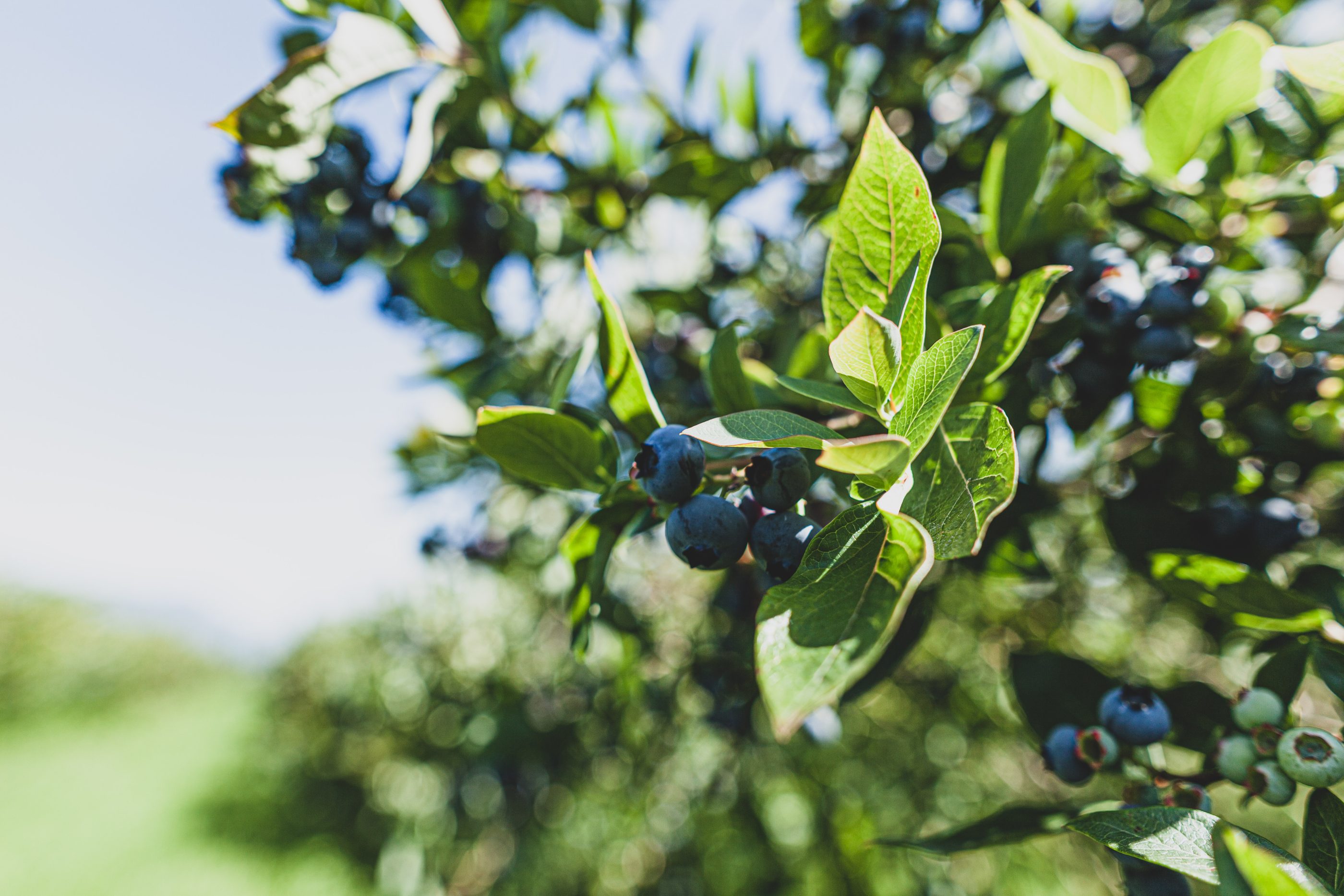 organic BC blueberries Spud.ca