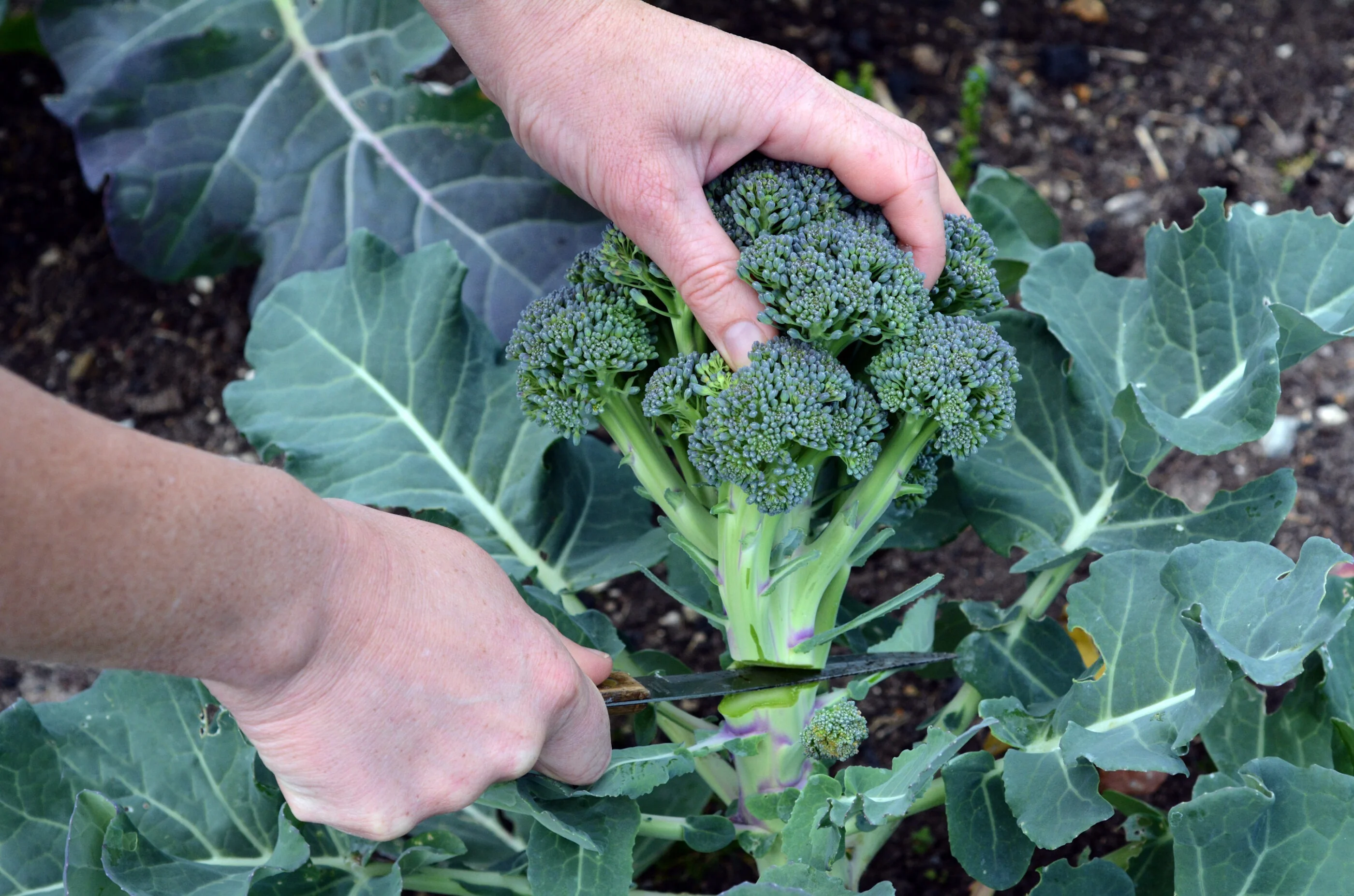 Edmonton grocery shoppers seek out produce bargains as vegetable