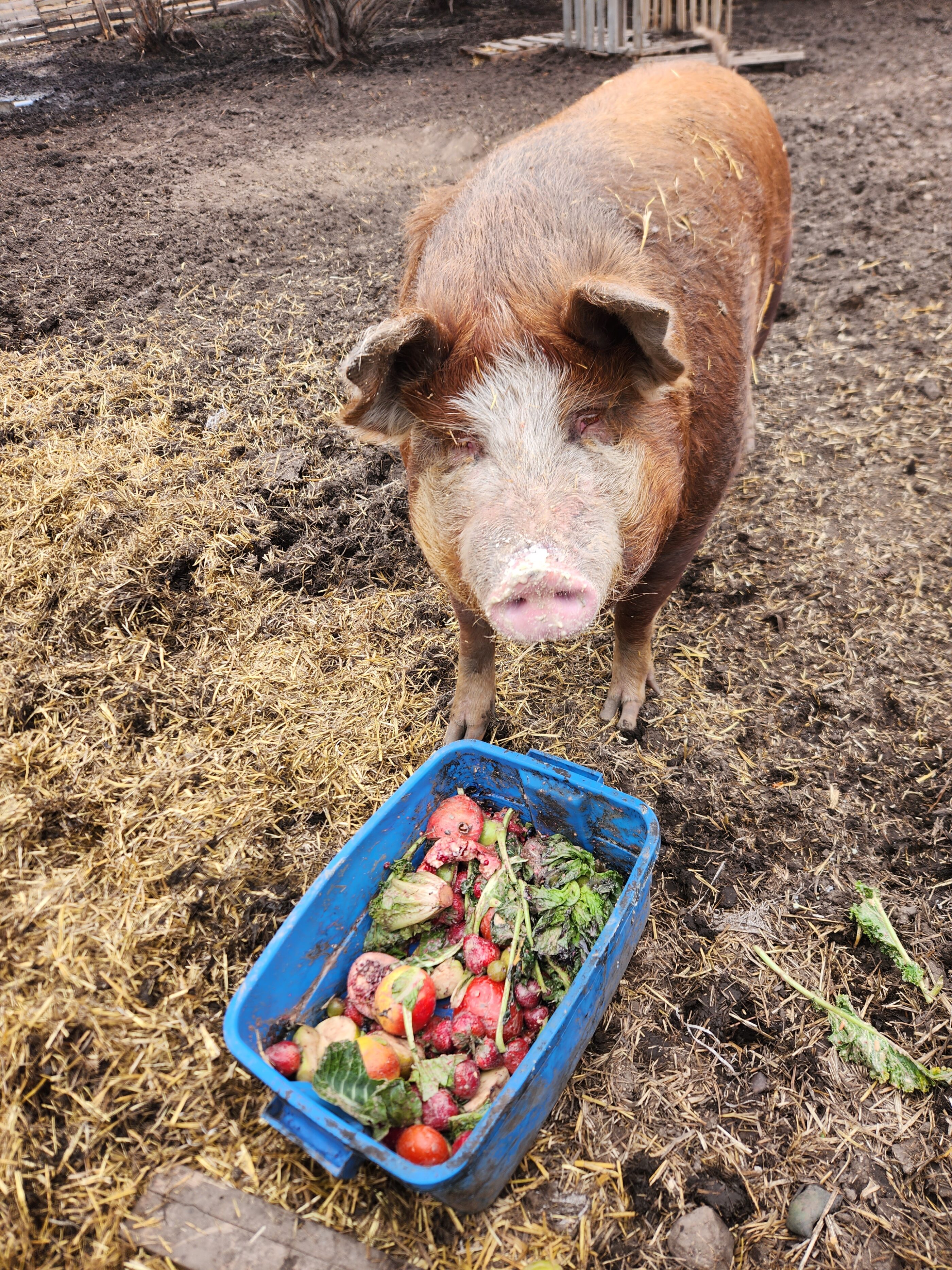 Spud donates food waste to Pigtopia Edmonton