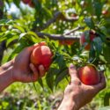 Okanagan Stone Fruit Shortage – Summer 2024