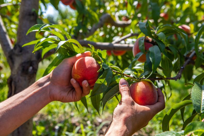 BC stone fruit shortage